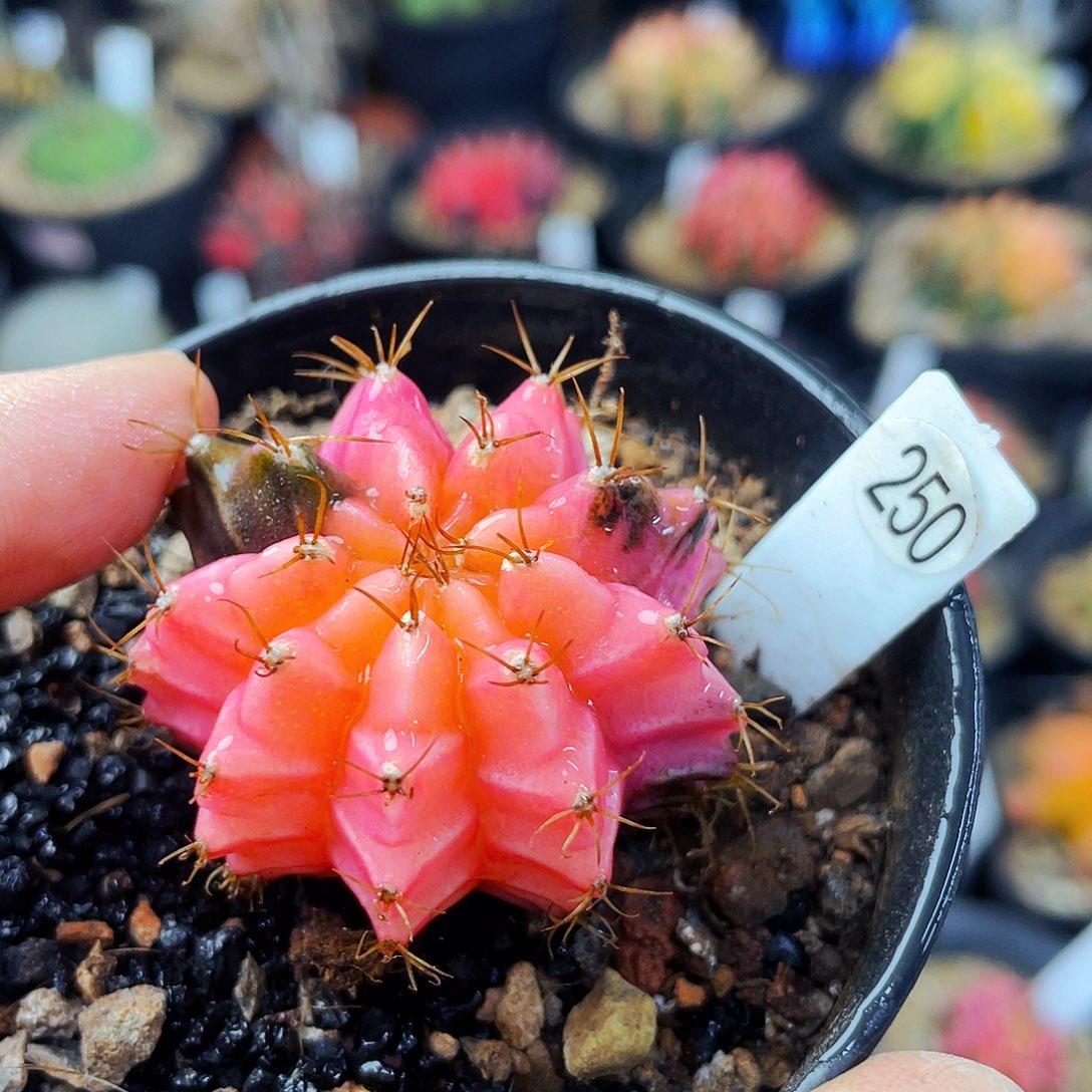 非偏远地区满25包邮仙人球