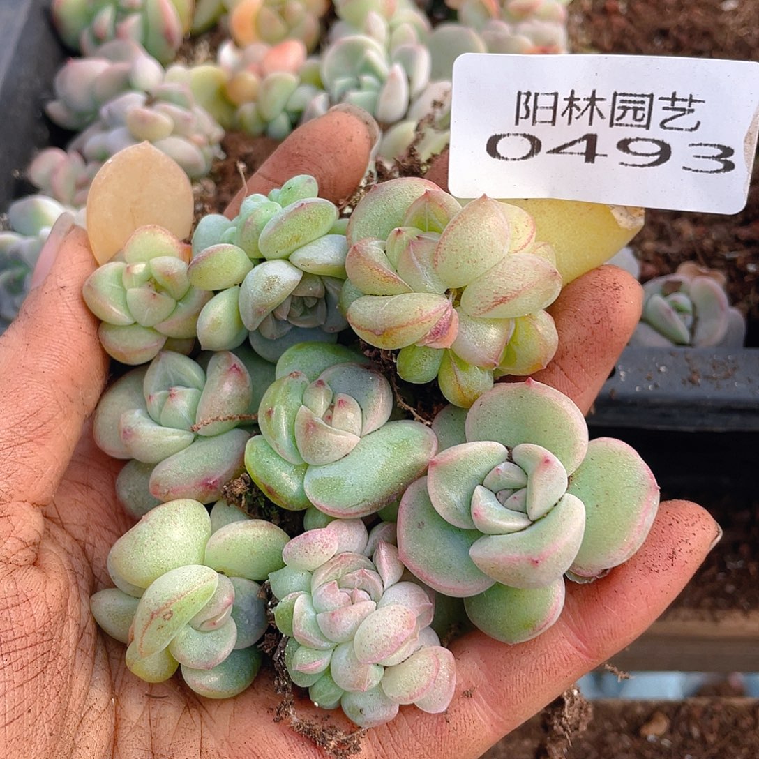 多肉植物多肉植物493