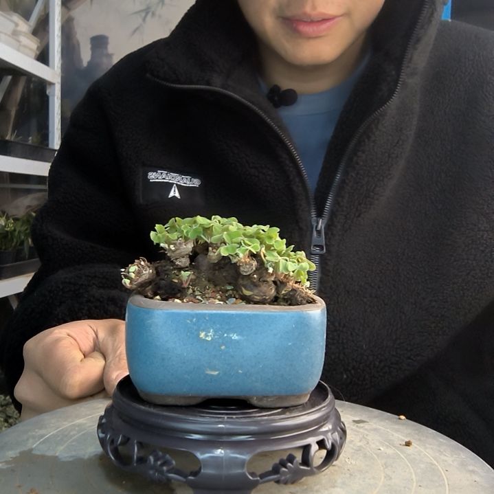 ?***卢小盆景小植物一物一拍166