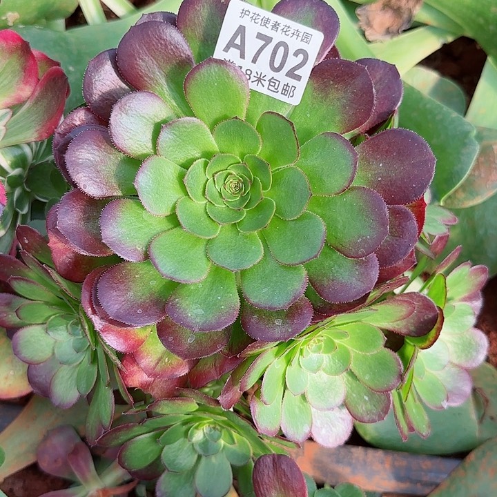 多肉法师雨菏朵朵