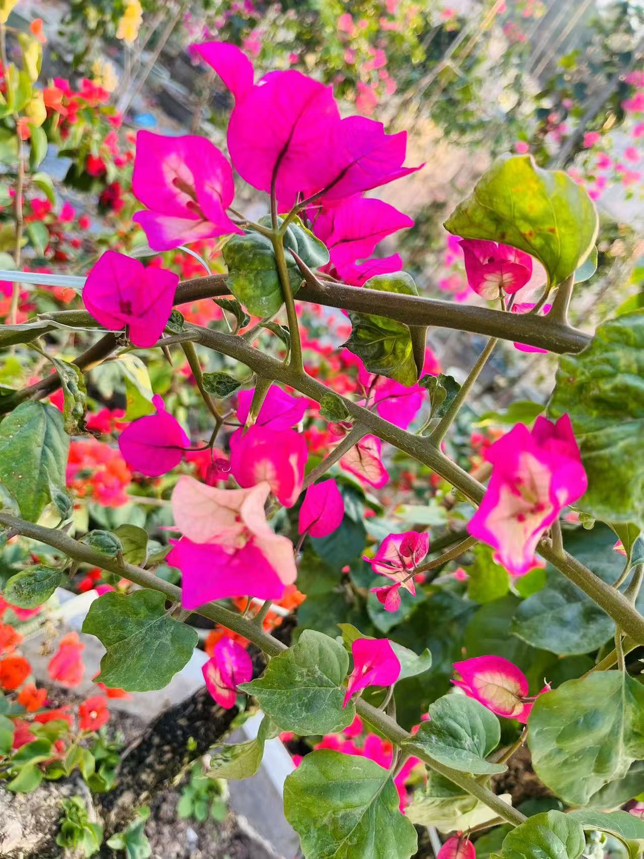 三角梅嫁接母本老桩一物一拍