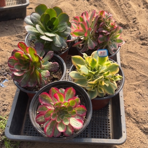 198多肉植物组合