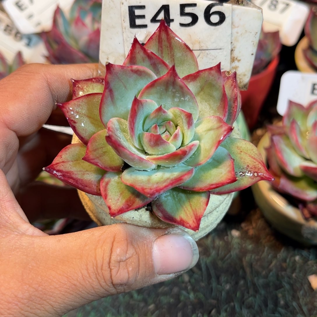 惊鸿一瞥456多肉