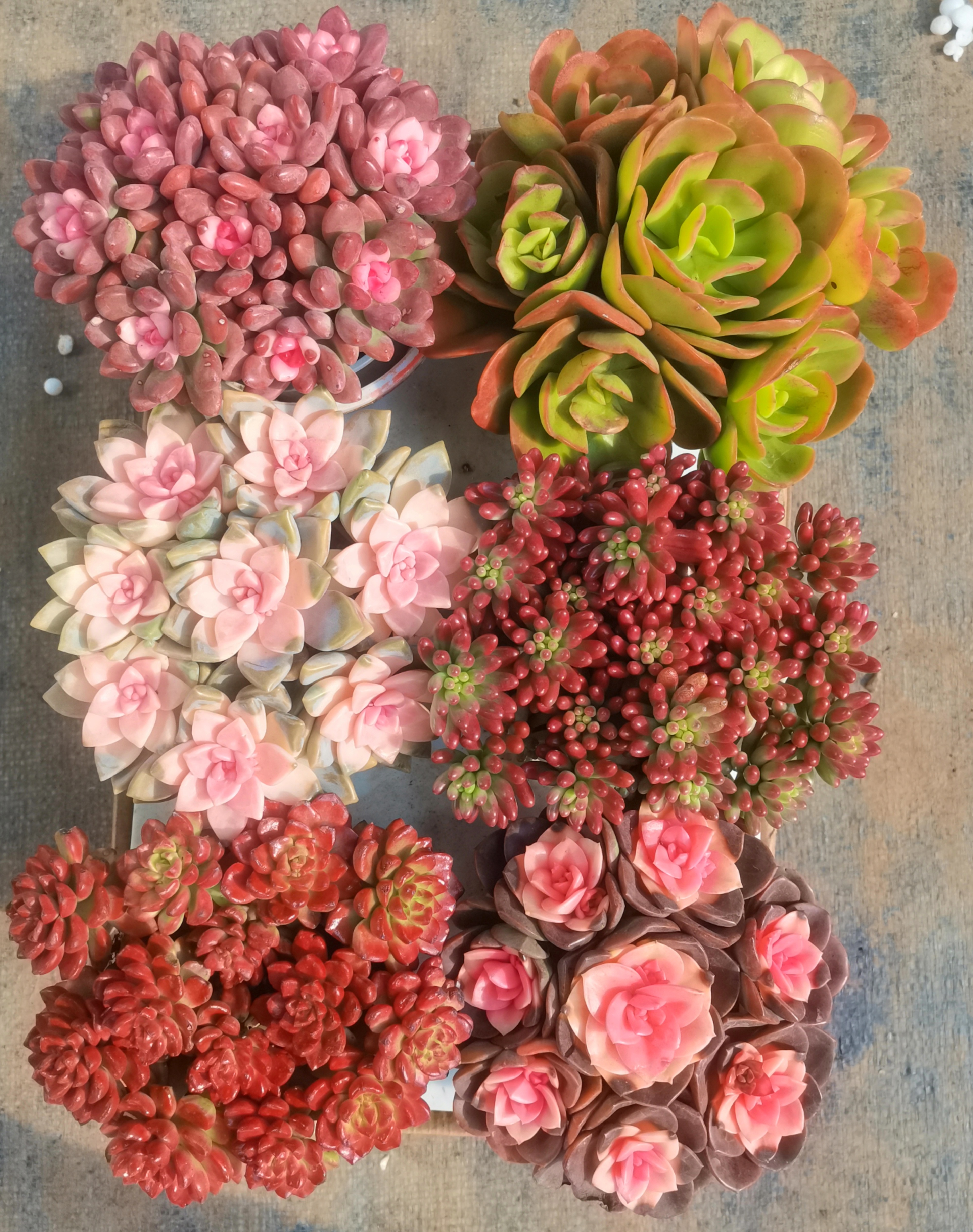 自家种植精养多肉   好看好养（六盆多肉组合）