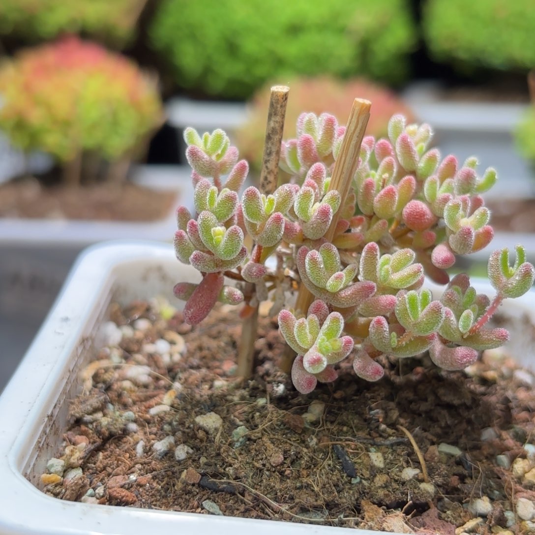 爱*己枝干番杏冰红A205