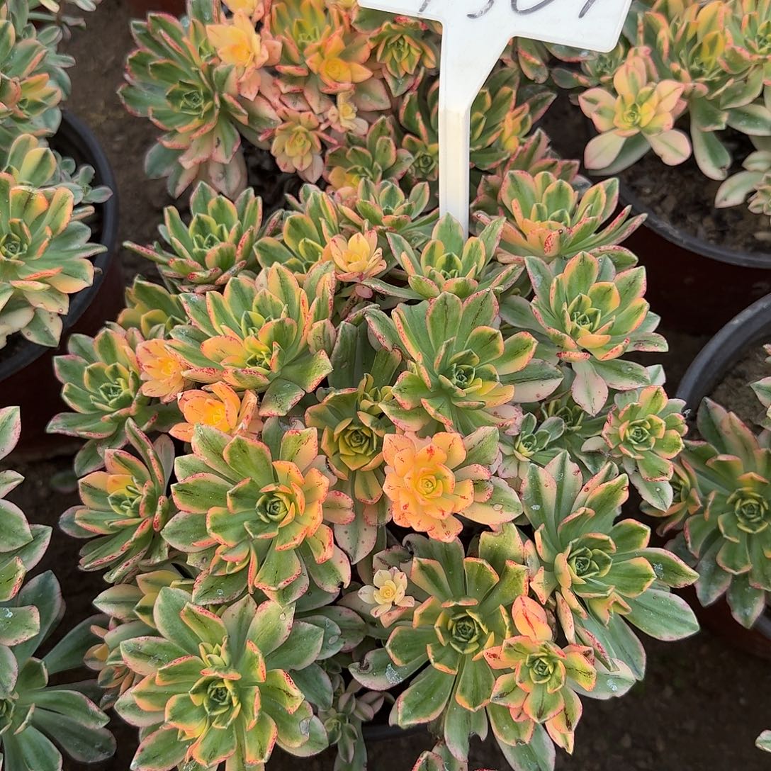 4507甜茶多肉法师多肉