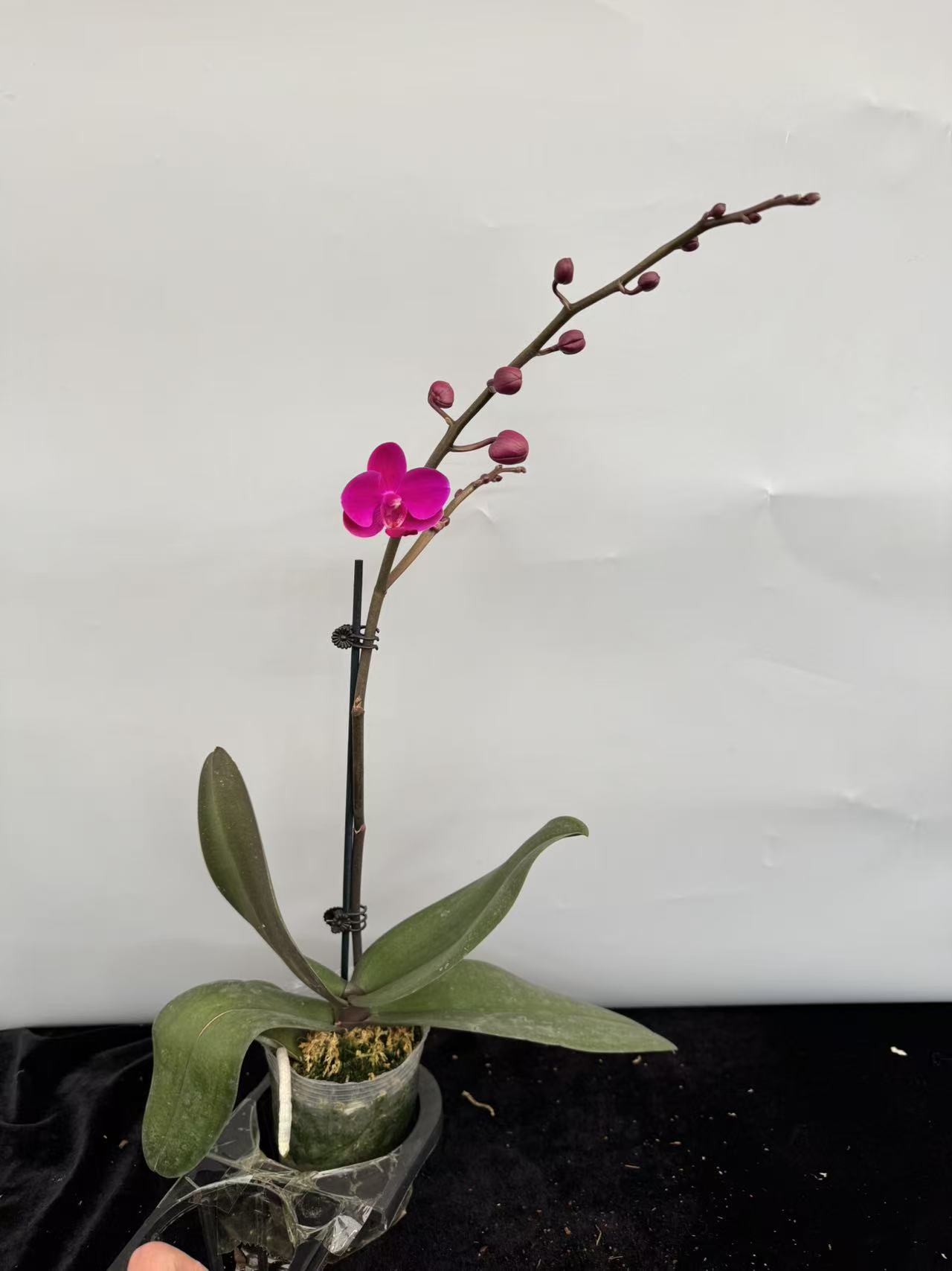 蝴蝶兰[满天红]（拍5颗及以上配盆）昆明直发