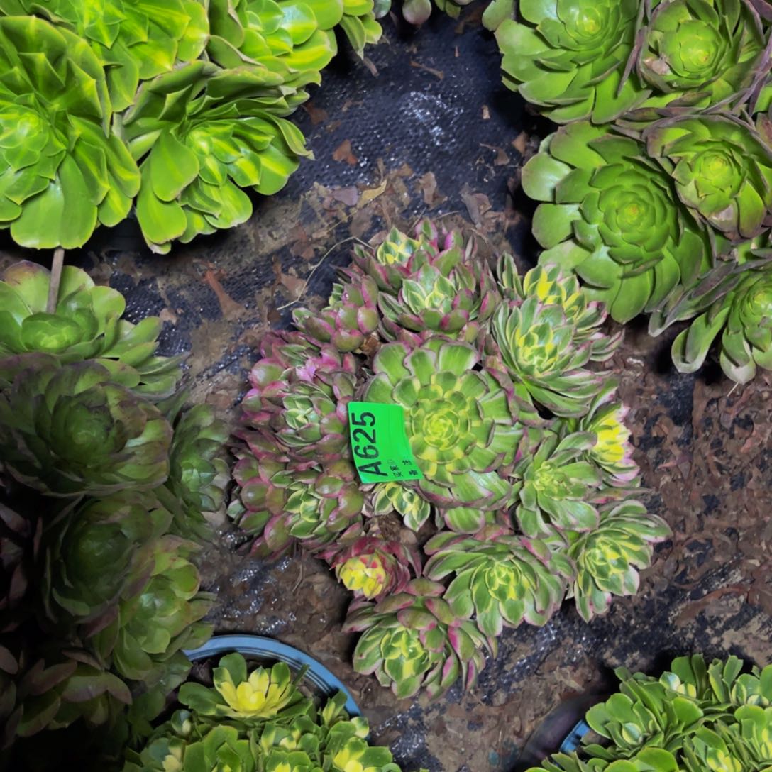 海王法师朵朵1-22
