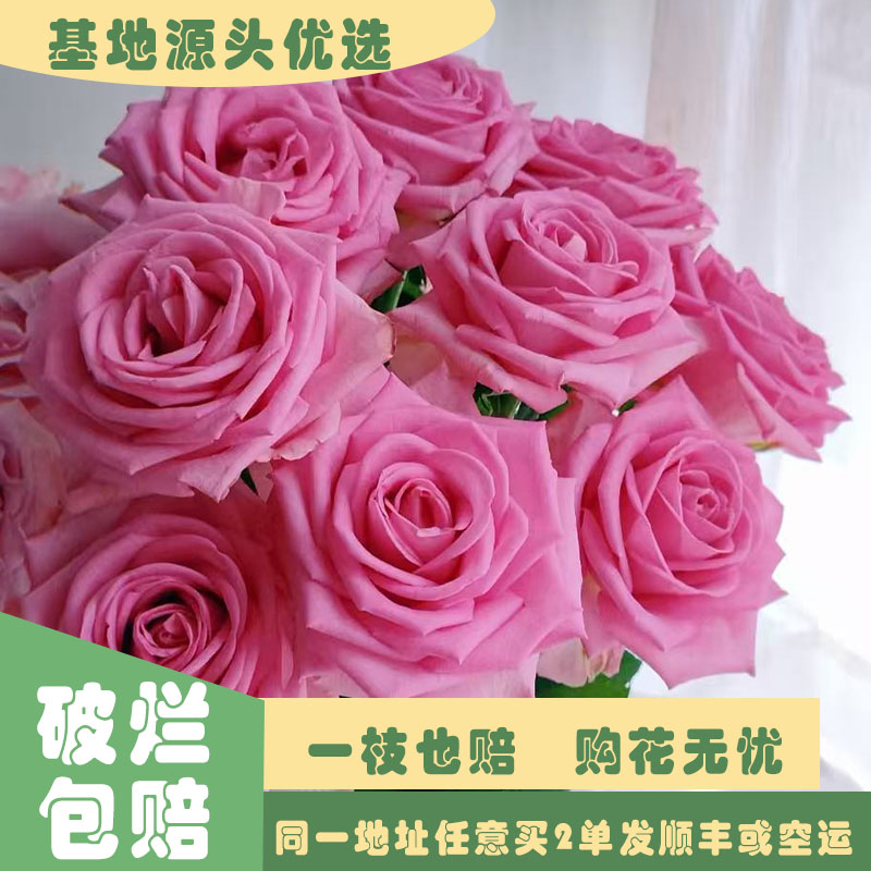 【基地源头优选】苏醒玫瑰     任意两单发顺丰或空运