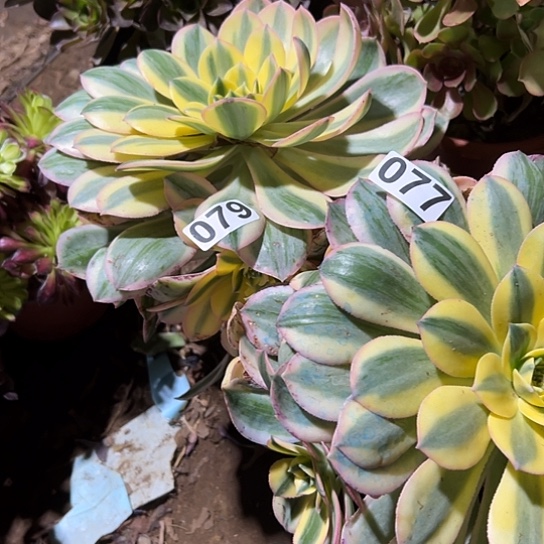 ?**?多肉植物两个