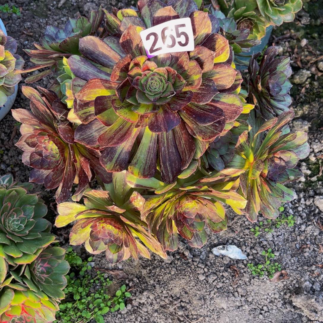 墨染法师26——-12包邮