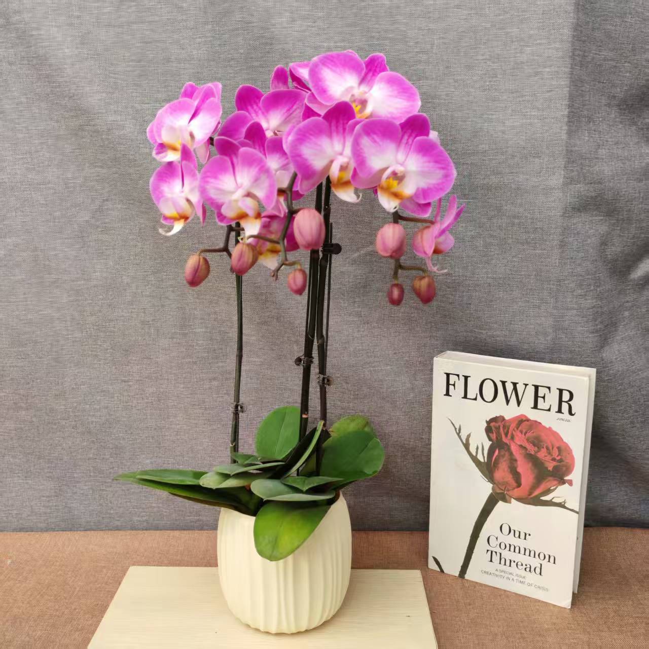 鲜花【雪山飞狐】蝴蝶兰适用于室内种植观赏送礼带花发货