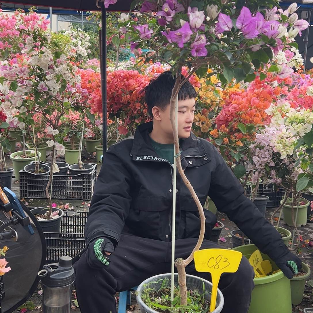 小***鸟大部分花苞少量开放C83雪紫