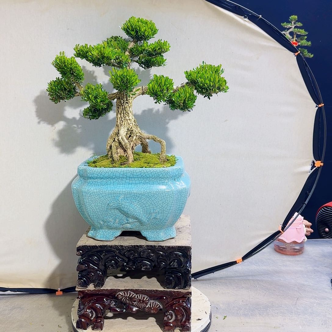 高端黄杨盆景艺术