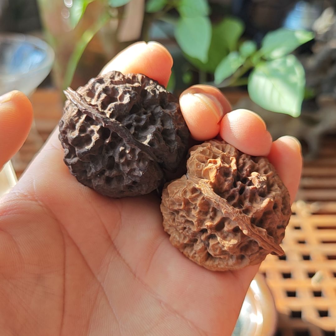 把件文玩核桃云南野生小众秘境文玩核桃螭云