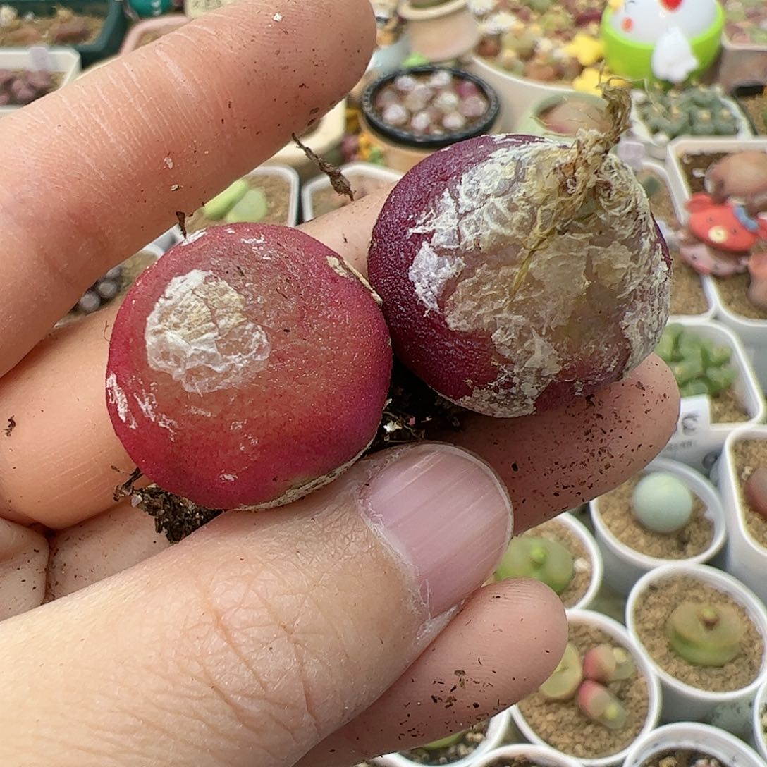 【闪购商品】62 灯泡
