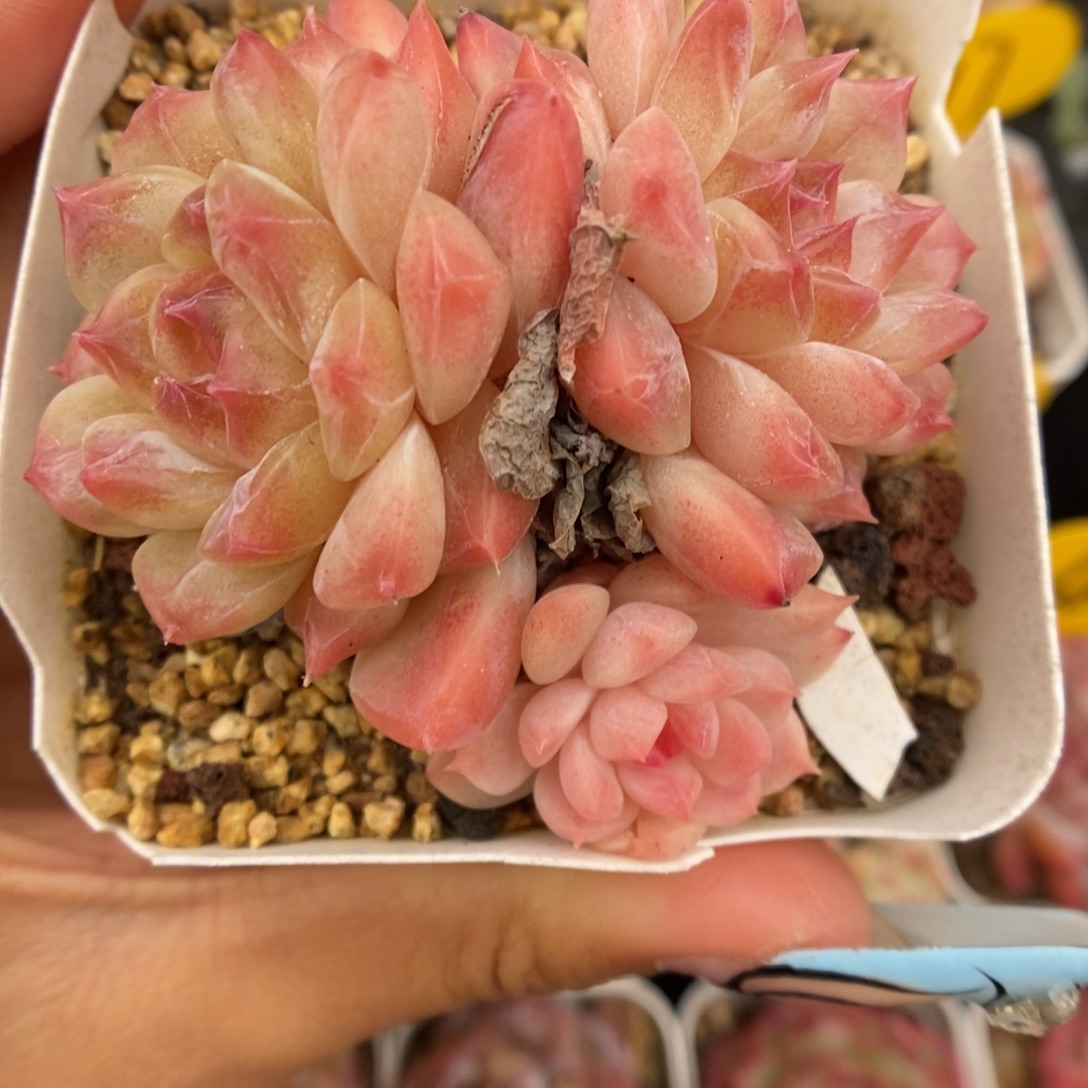 糖心粉魄群生830号