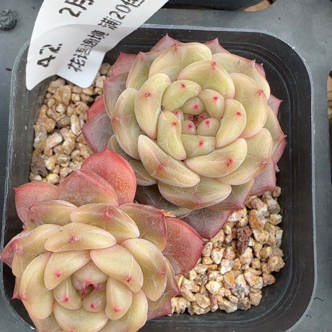 花语逸境0210-42