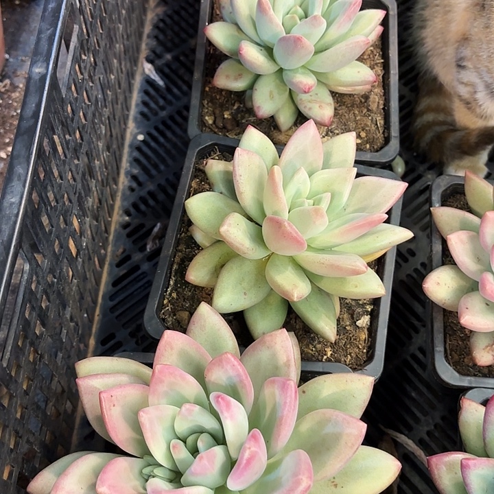 白体赫本鲁斯单头精品多肉