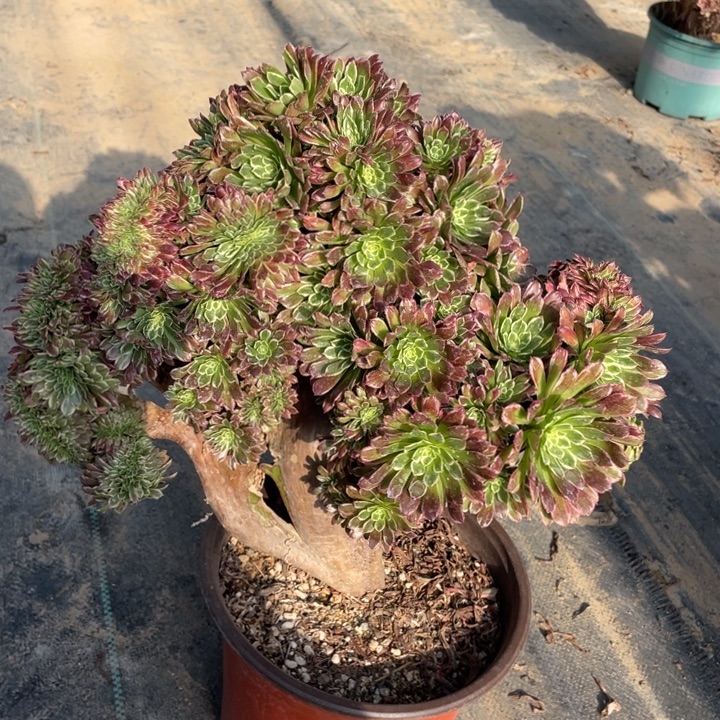 法师老桩缀化金丝楠木有开裂