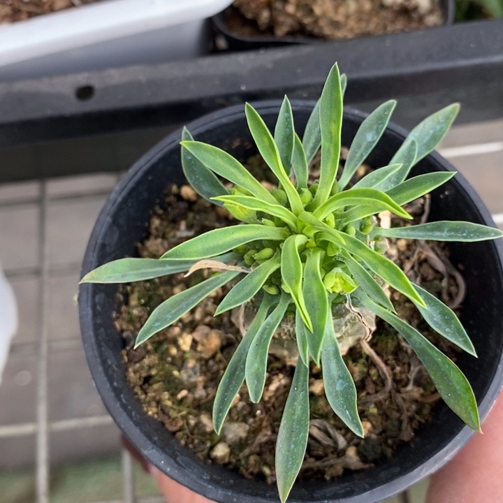 伯克利和格兰两位著名音乐人