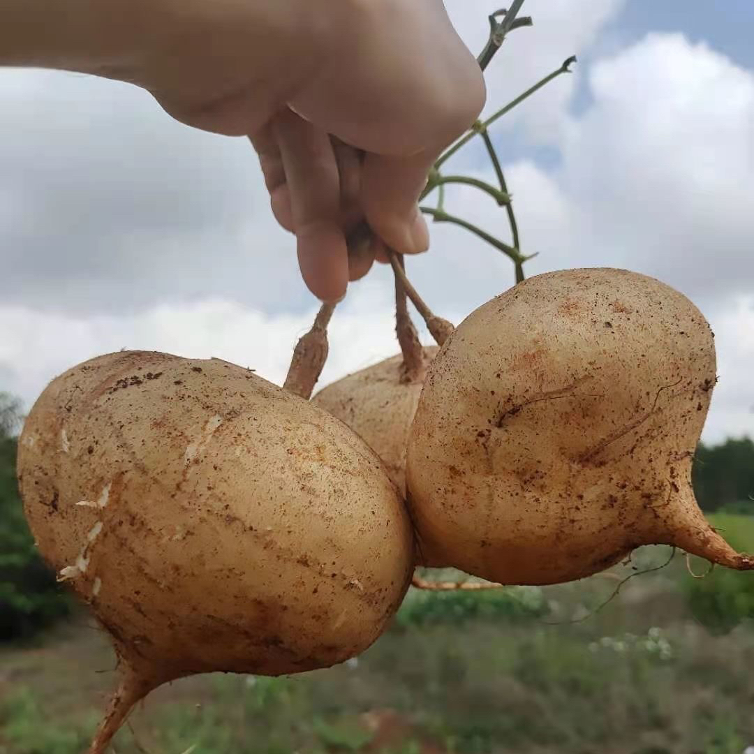 地萝卜凉薯现挖应季蔬菜地瓜沙葛