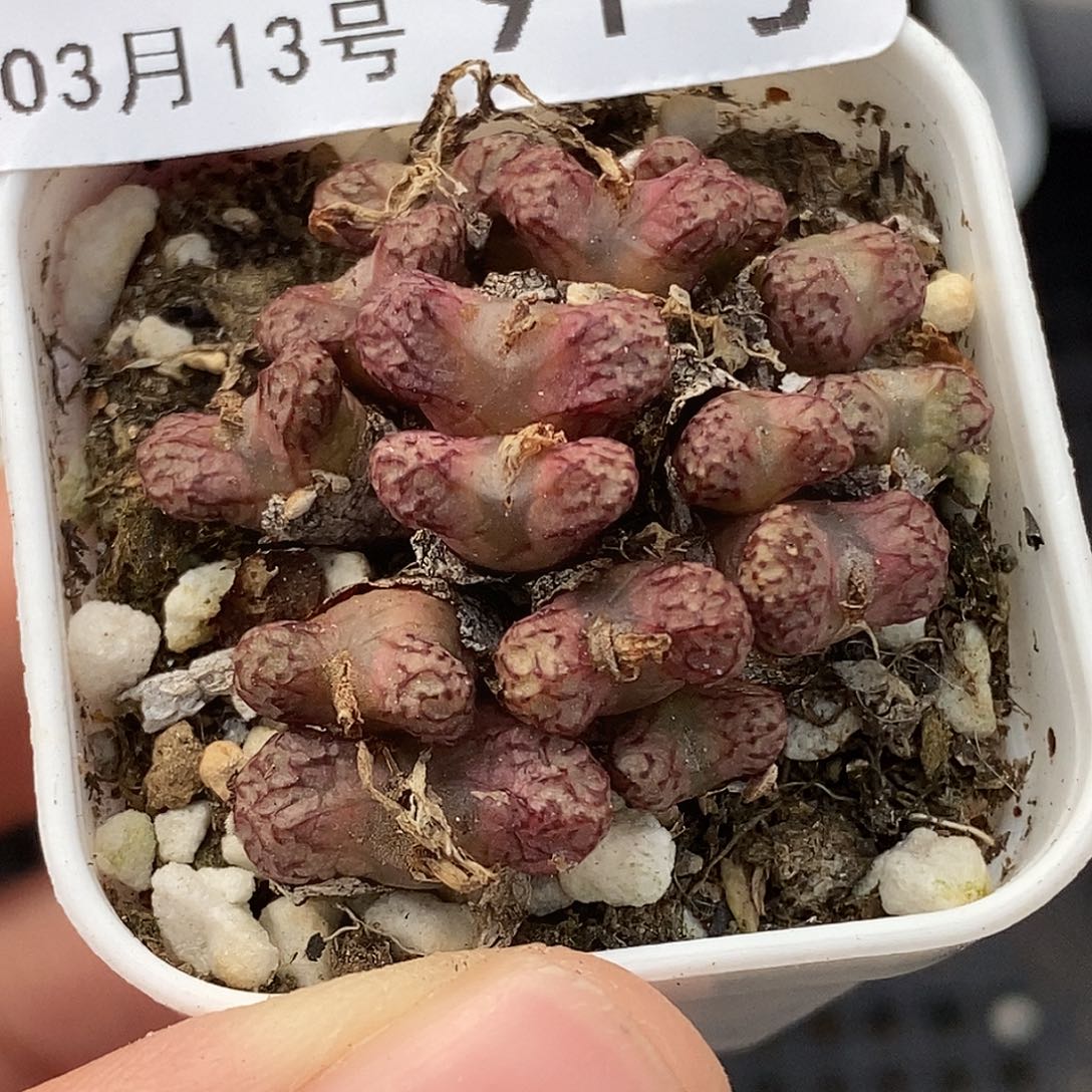 吖*?桃喜花园0313-91小飞