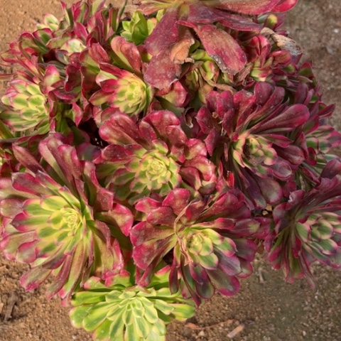 多肉植物五天姬锦。