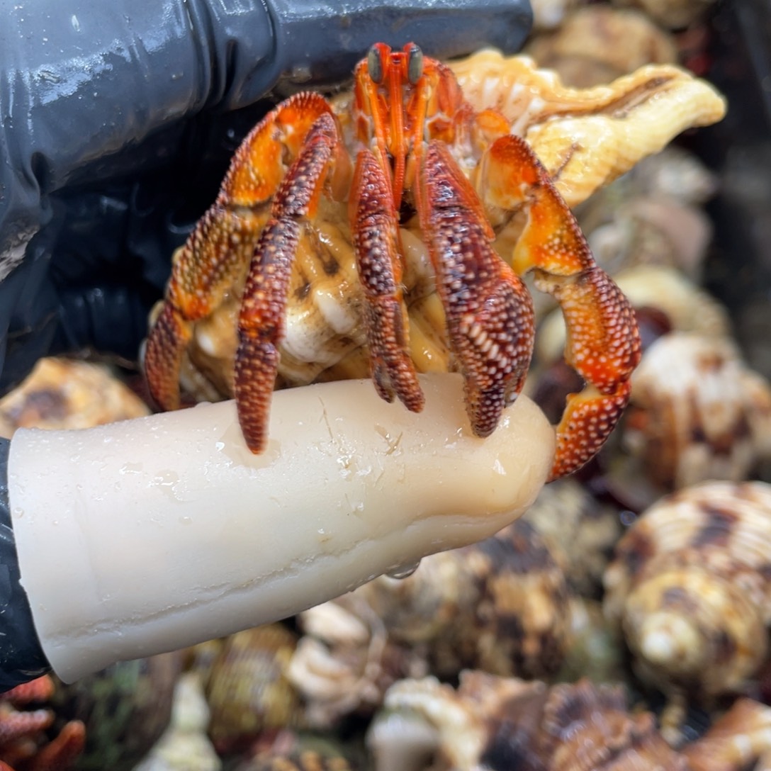 不退不换活体宠物40