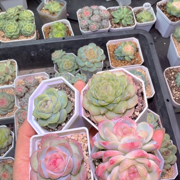 白冰珠玑沉香送甜心