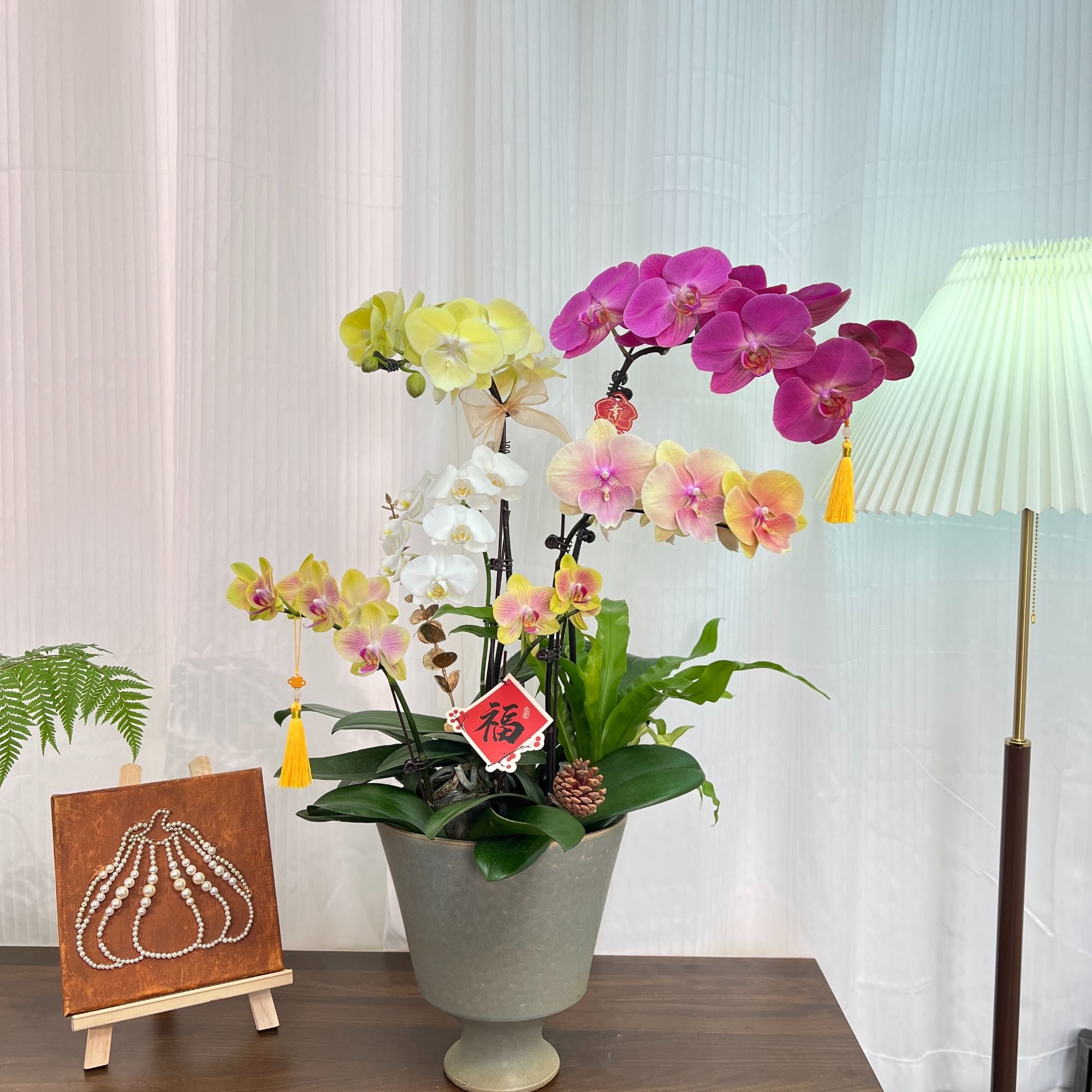 【素紫兰序】蝴蝶兰组盆 室内家装装饰 配高脚陶瓷盆