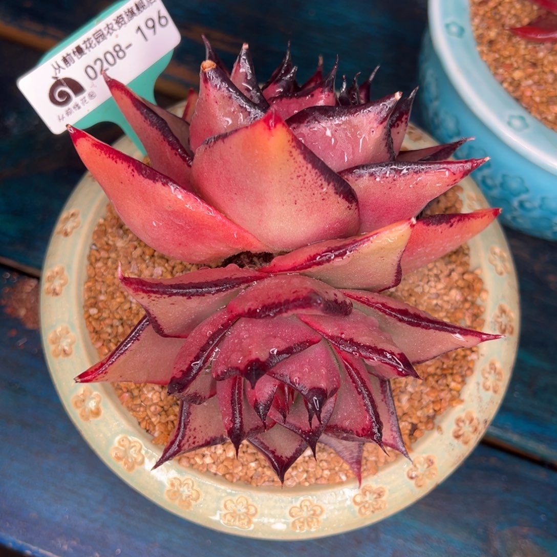 从前慢多肉精选编号0208.196