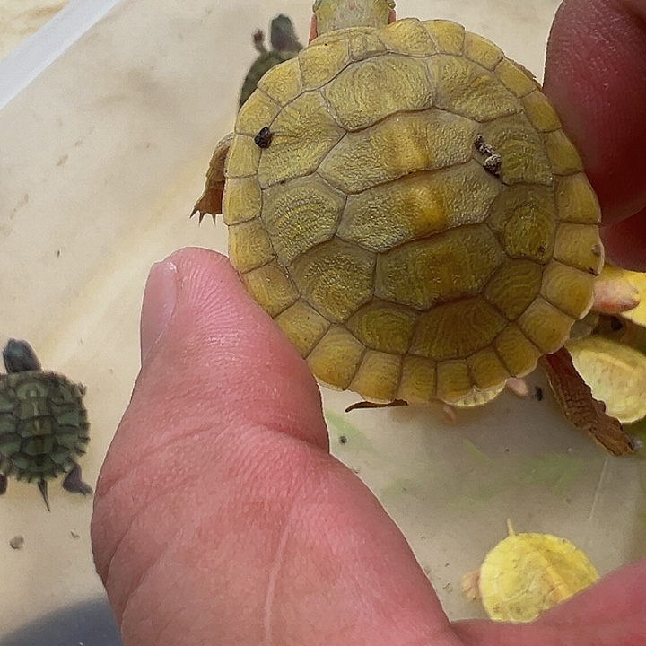 绿毛龟母巴西龟11111