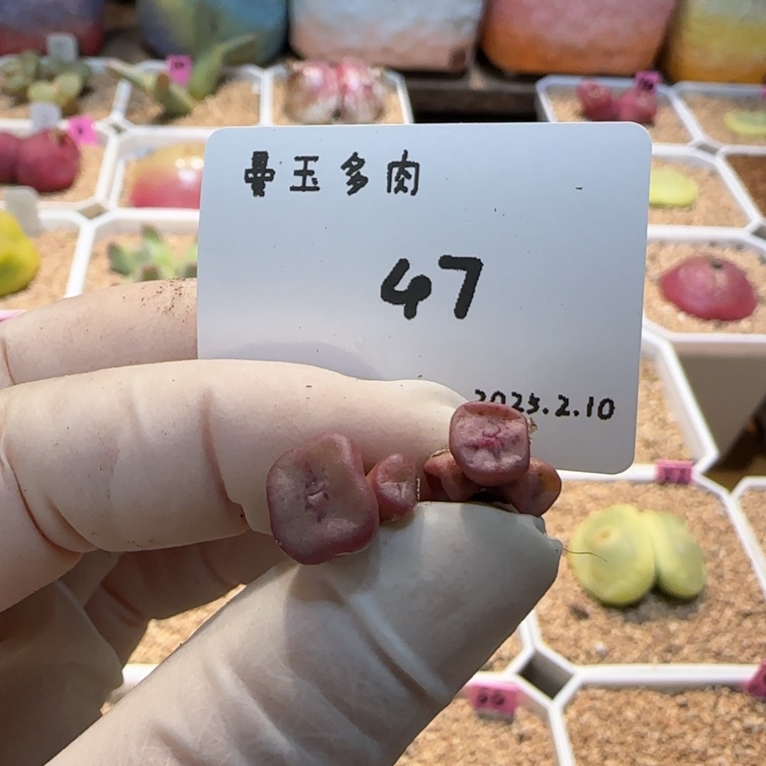 多肉多肉多肉2.10-047