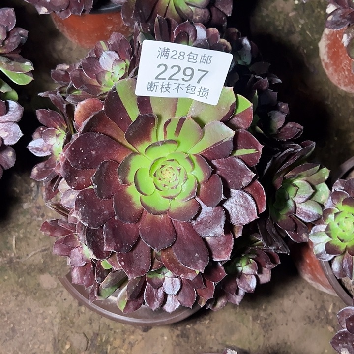 2297黑美人多肉植物