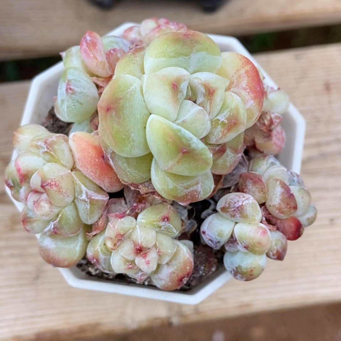 琥珀冰玉胖体还好意思