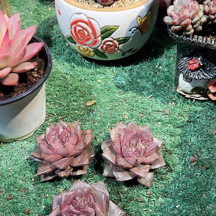 大合锦一个脱土朵肉