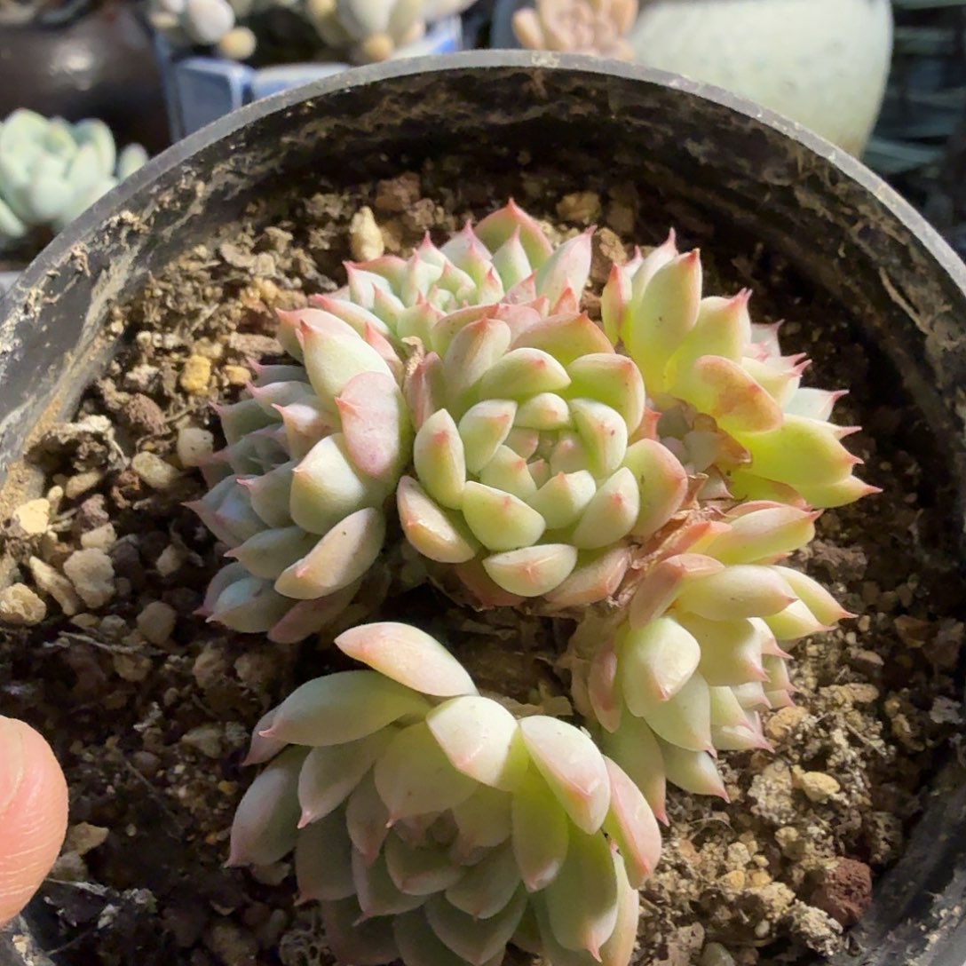 816七公分无砍杂交满20包邮