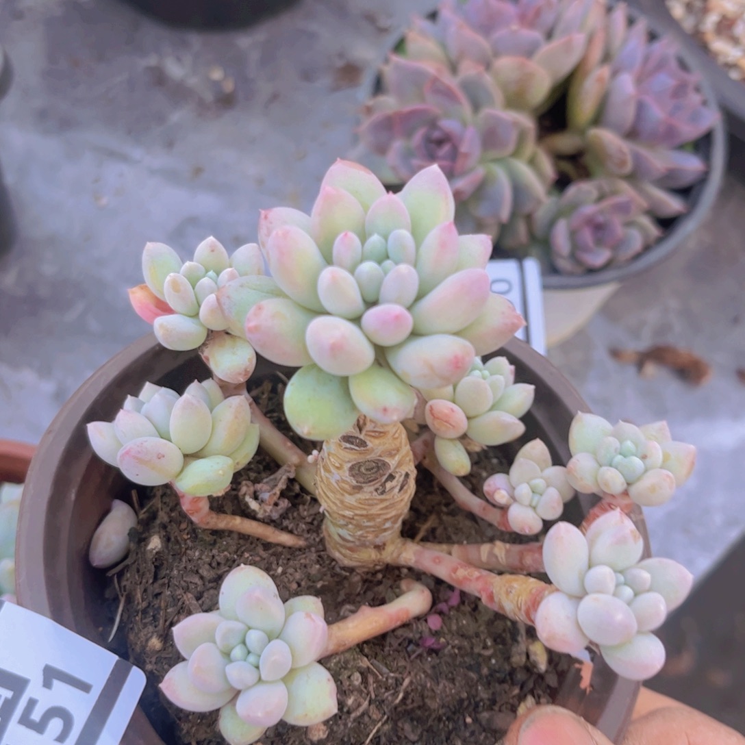 象牙奶03151多肉植物