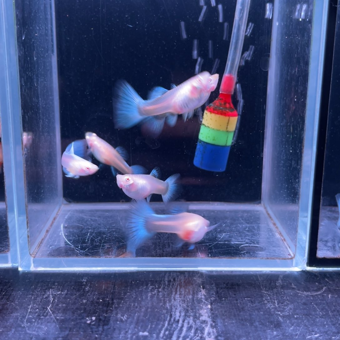 关***哥孔雀鱼蓝白6条多母