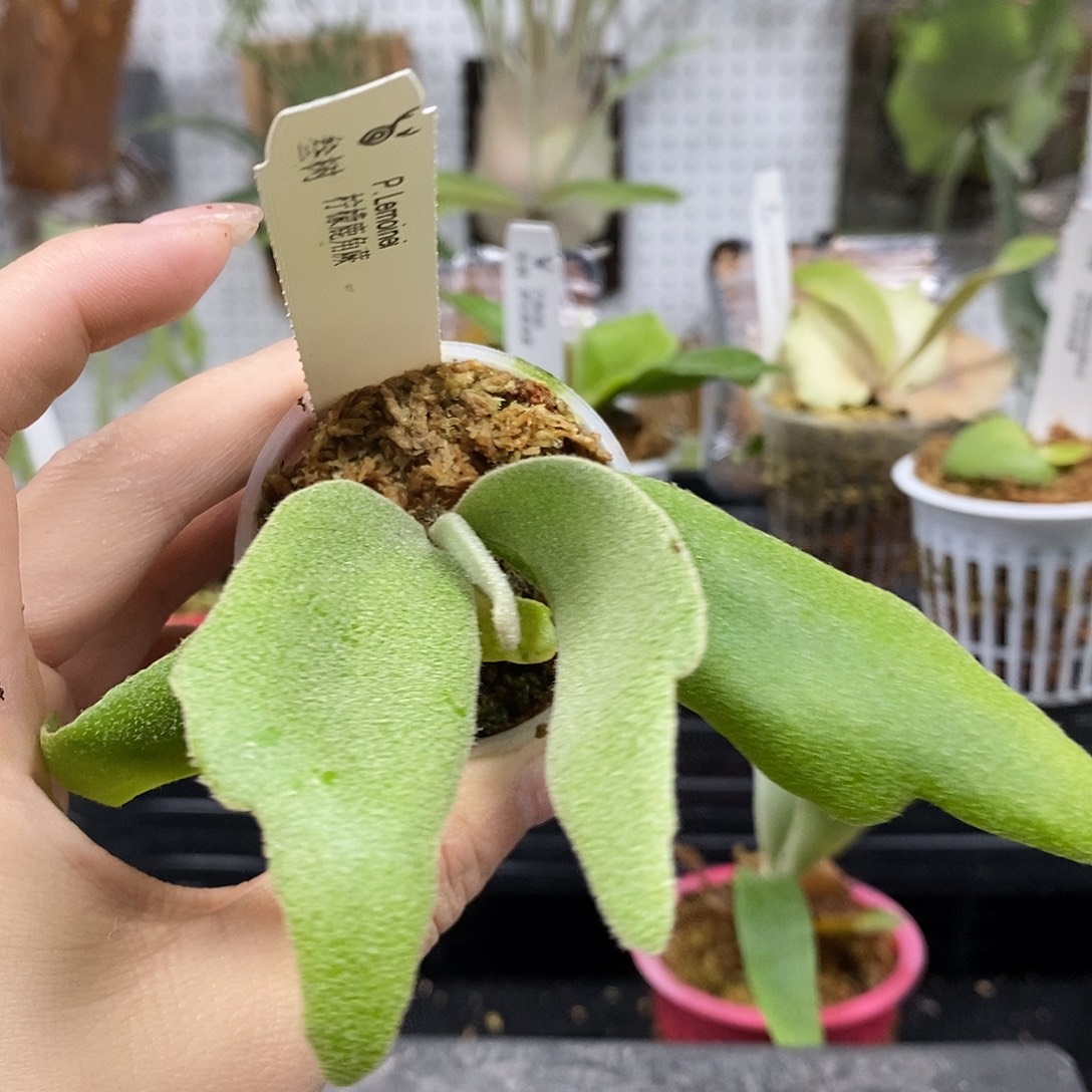 无花朵柠檬鹿角蕨