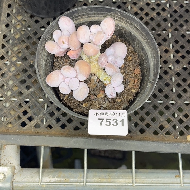 阿雅园艺。      7531奶酪