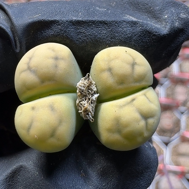 生石花111111。  123