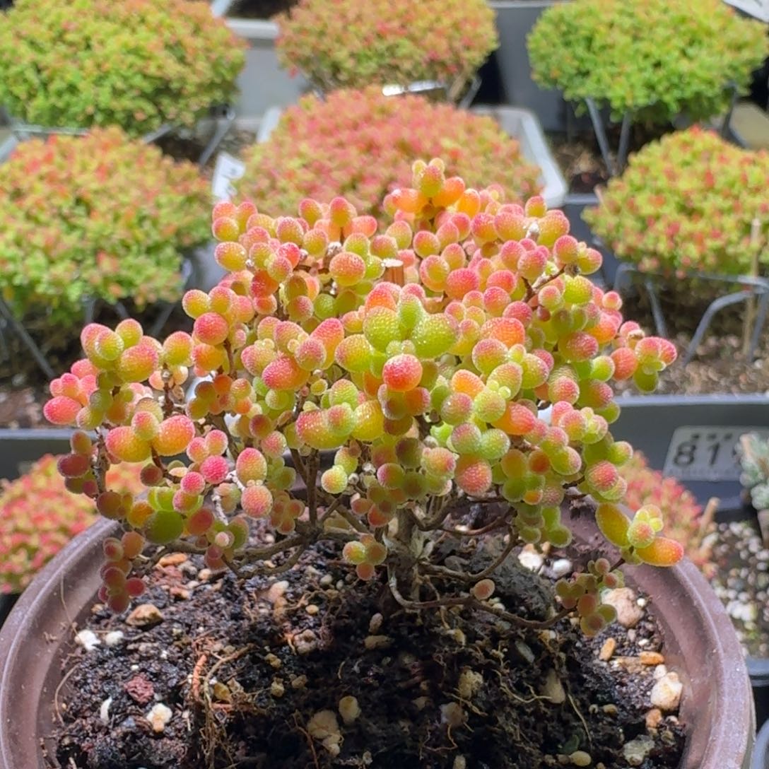 枝干番杏蜜橘糖球869