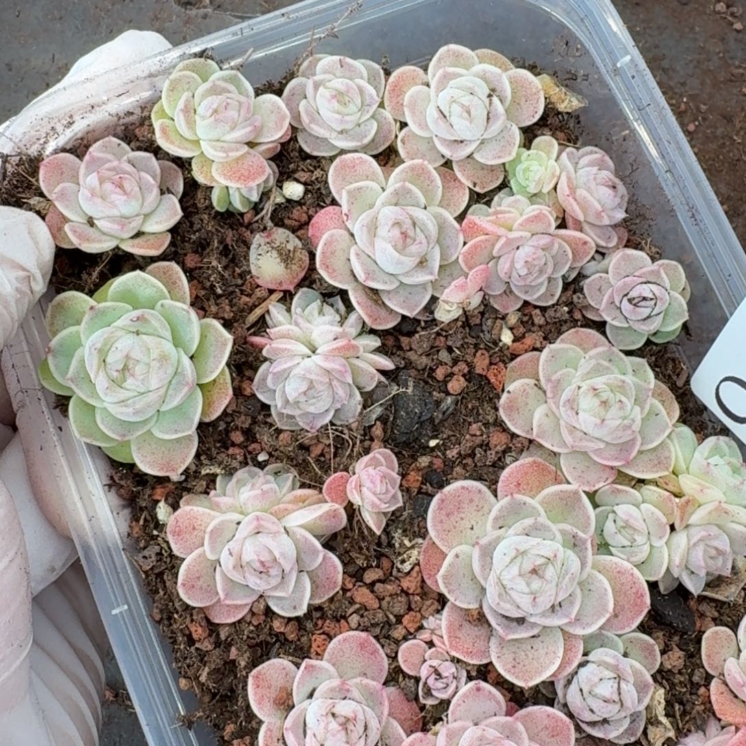 多肉植物多肉植物940