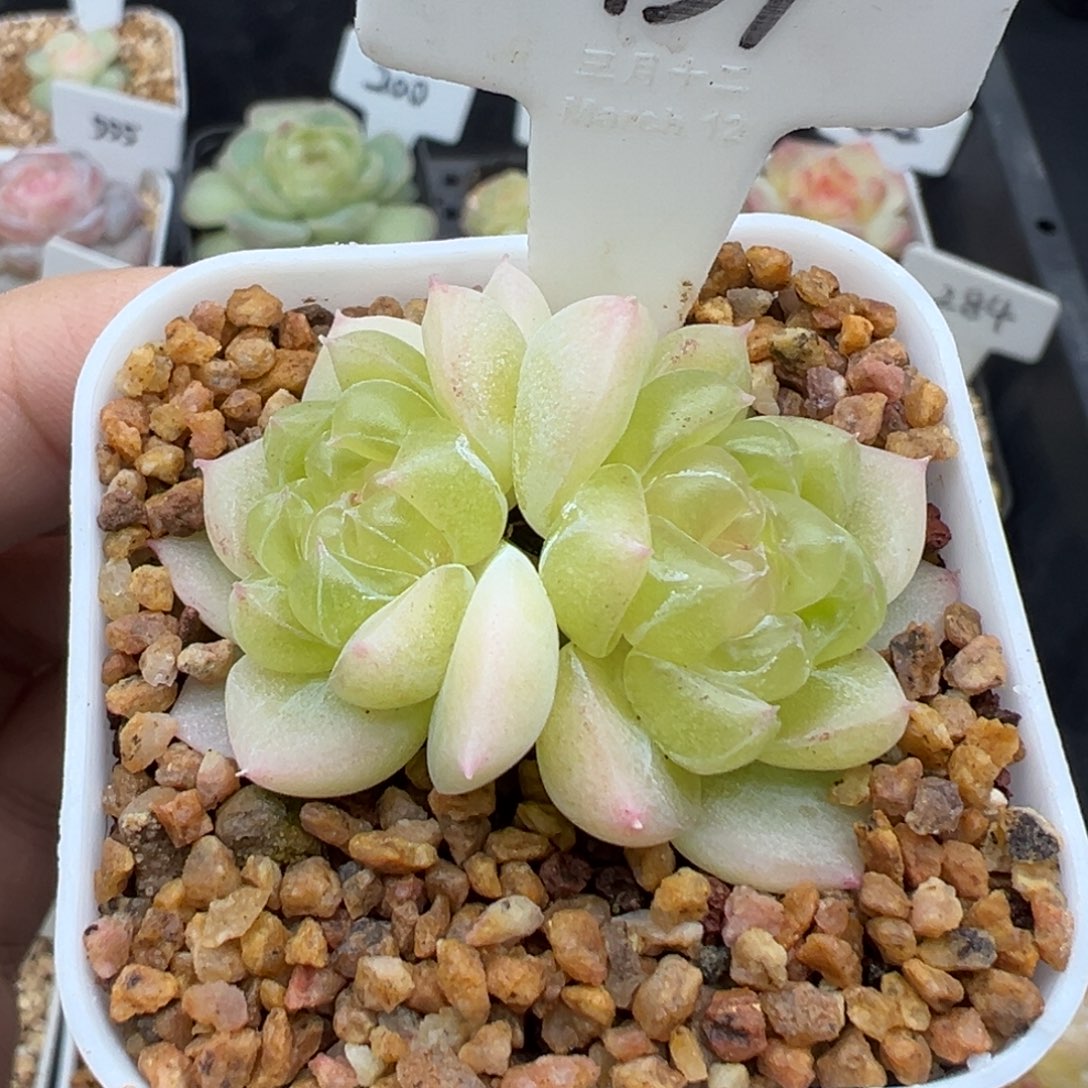459号黄财 晗雨多肉