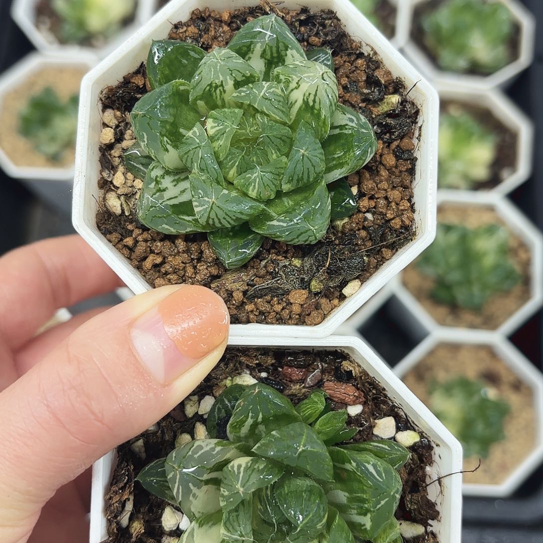 两颗苏州多肉植物