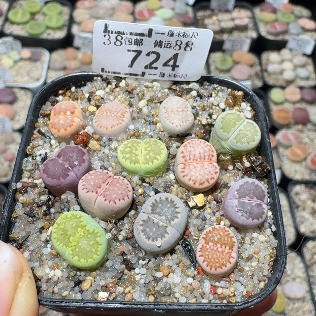 Sss清仓便宜卖724