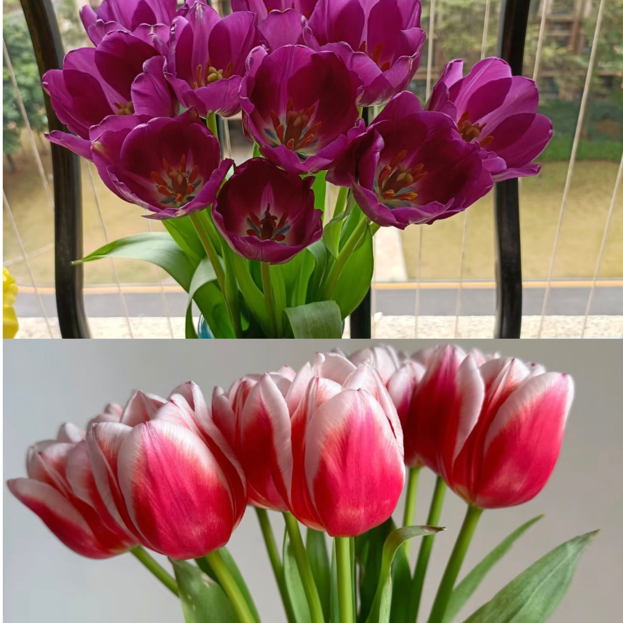 【新疆鲜花】小白兔郁金香一扎+夏黑郁金香一扎（一单包邮）