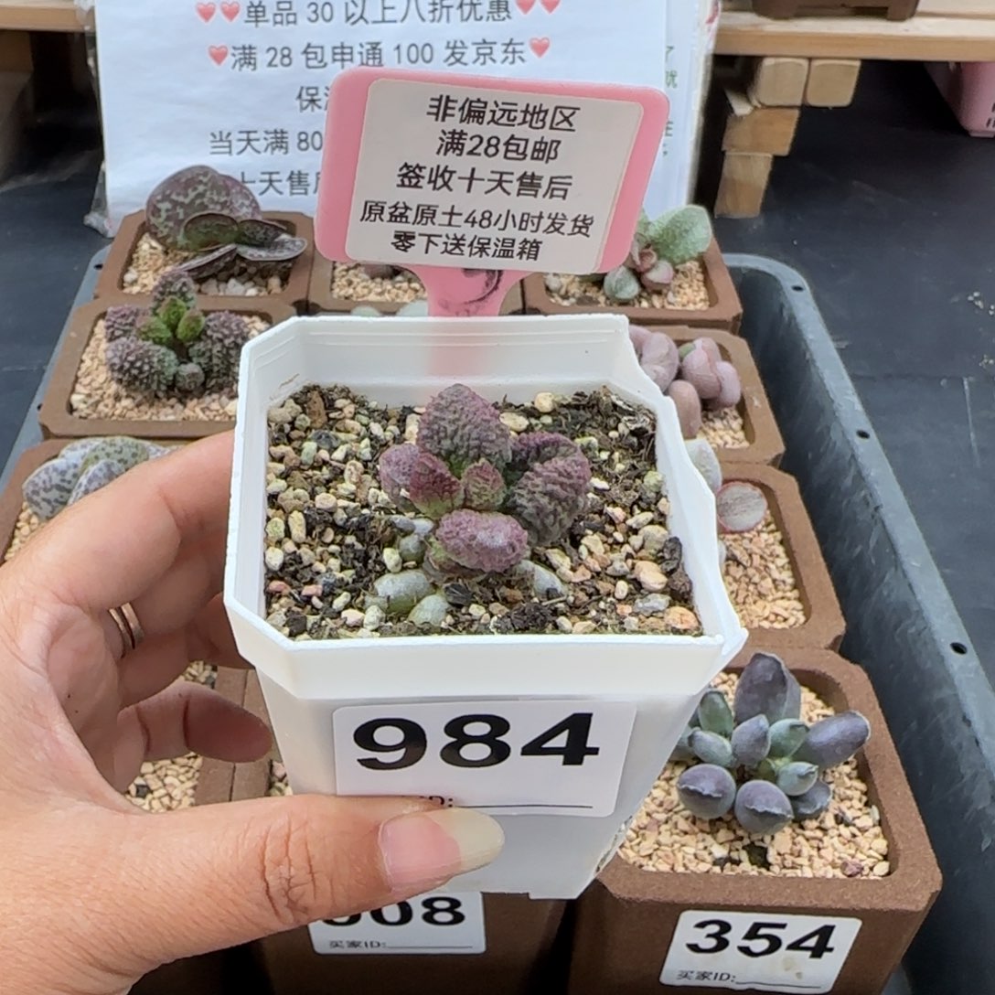 984实生多肉植物